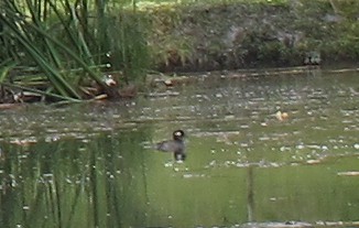 Bufflehead - ML146514791