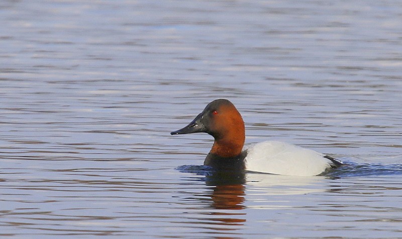 Canvasback - Julie Gidwitz