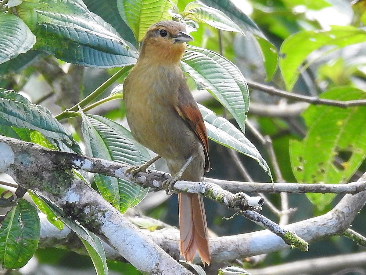 Buff-fronted Foliage-gleaner - ML146515351