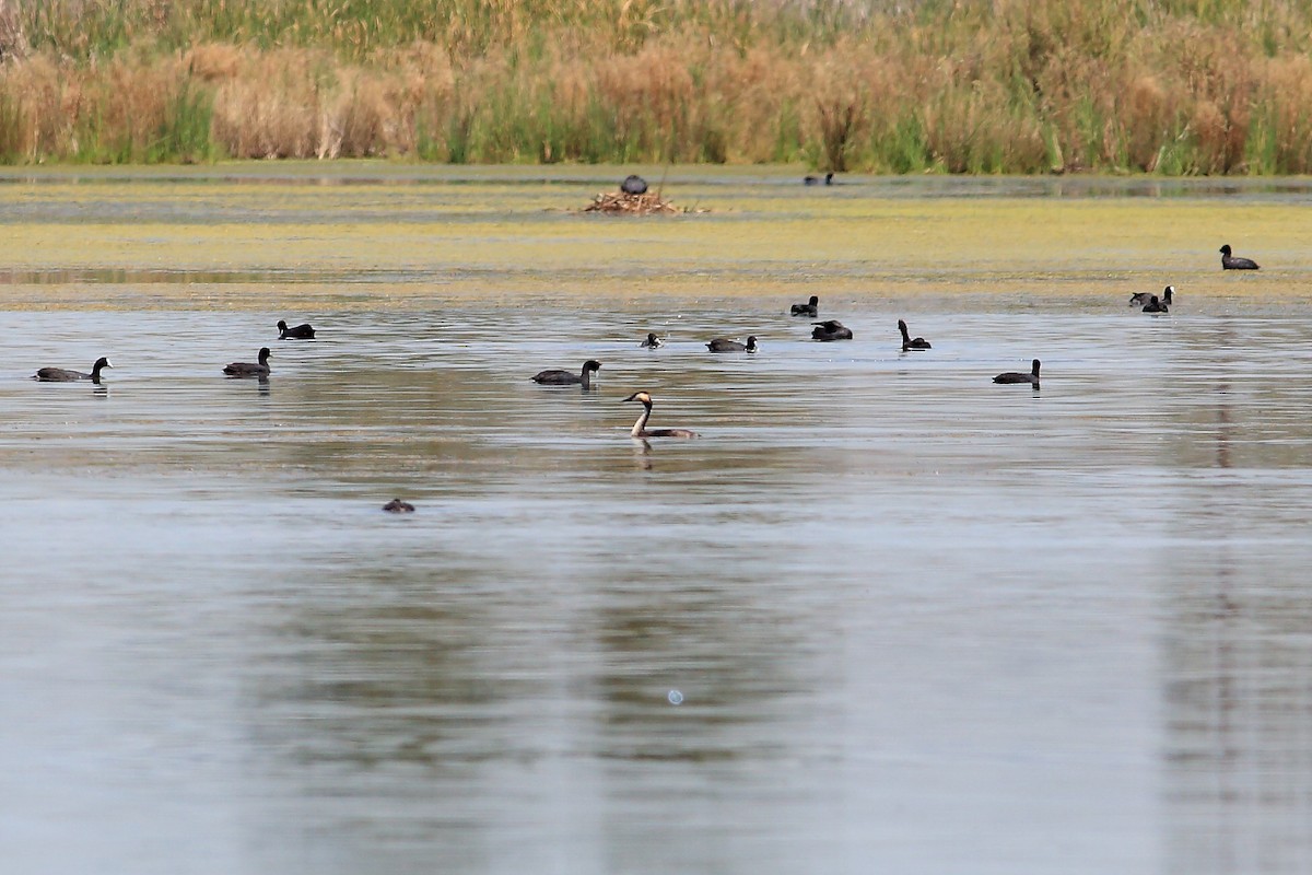 Great Crested Grebe - ML146515811