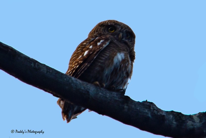 Asian Barred Owlet - ML146518051