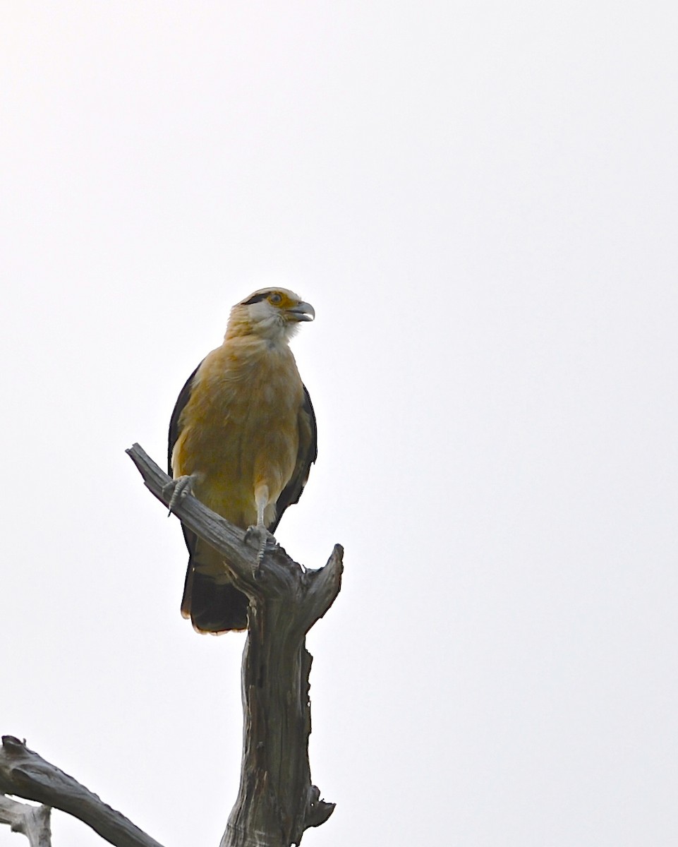 Caracara à tête jaune - ML146518781