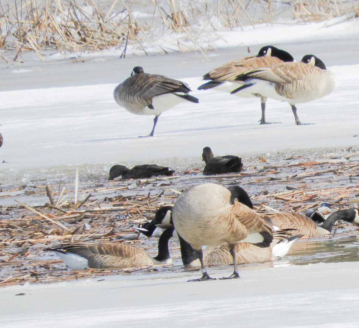 American Black Duck - ML146519001