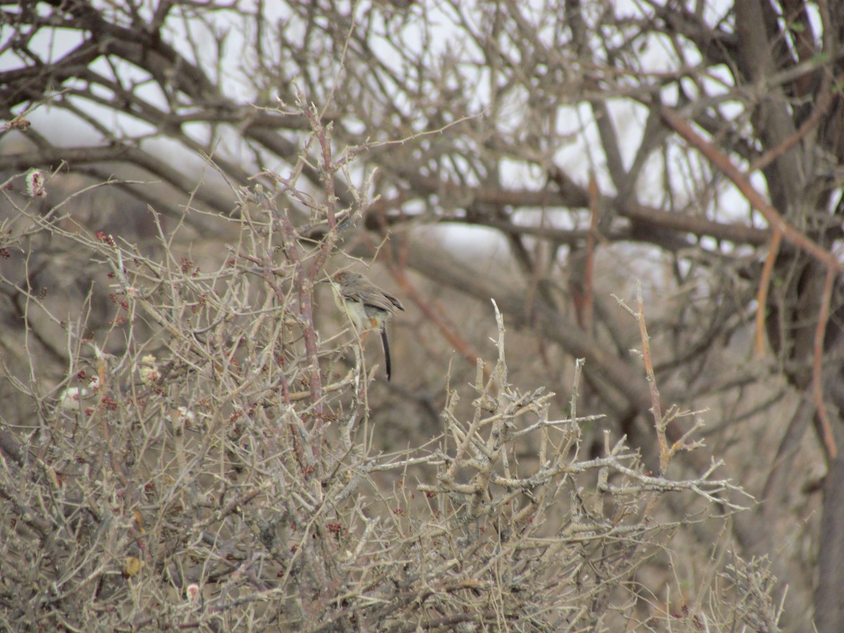 Prinia de Rüppell - ML146520141