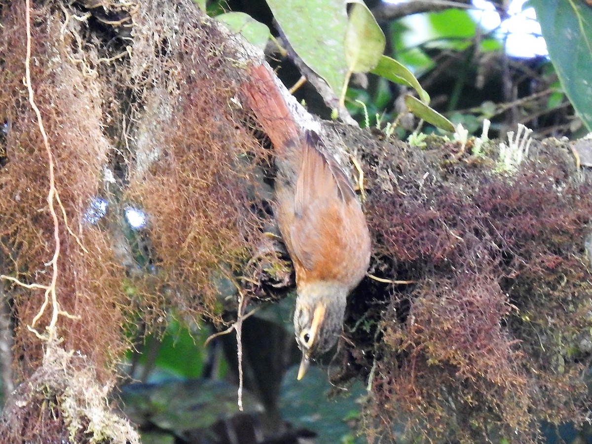 Scaly-throated Foliage-gleaner - ML146520671