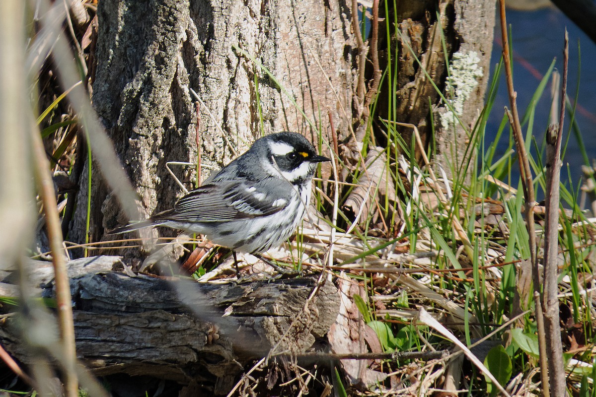 Black-throated Gray Warbler - Trevor Zook