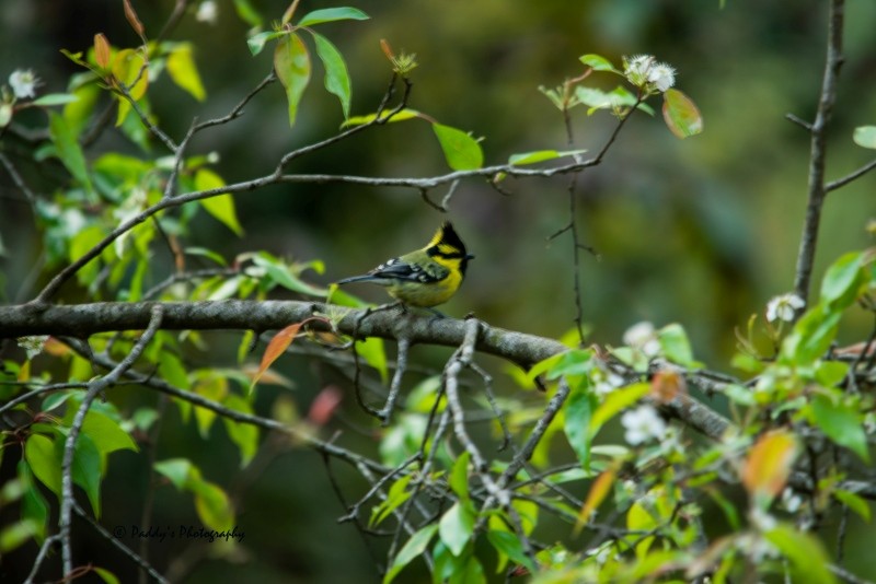 Himalayan Black-lored Tit - ML146521121