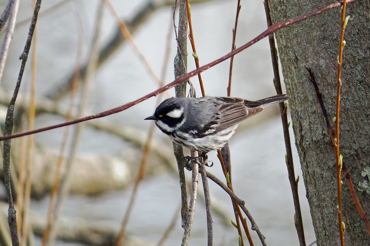 Black-throated Gray Warbler - Trevor Zook