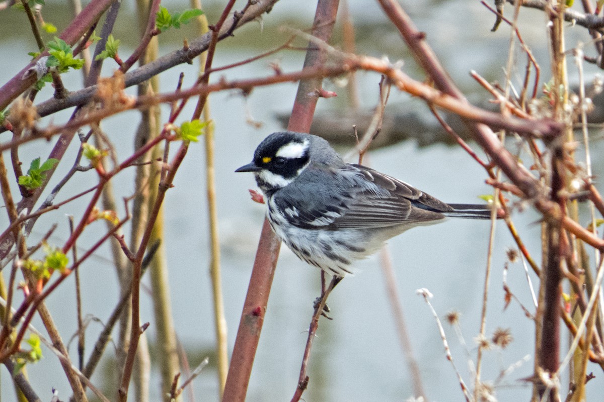 Black-throated Gray Warbler - ML146521341