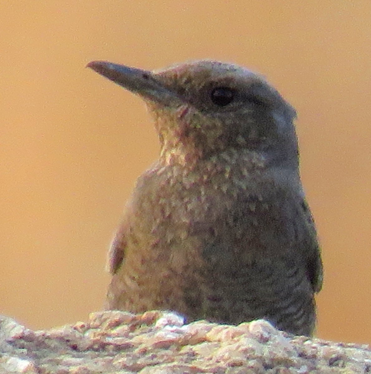 Blue Rock-Thrush - ML146521681