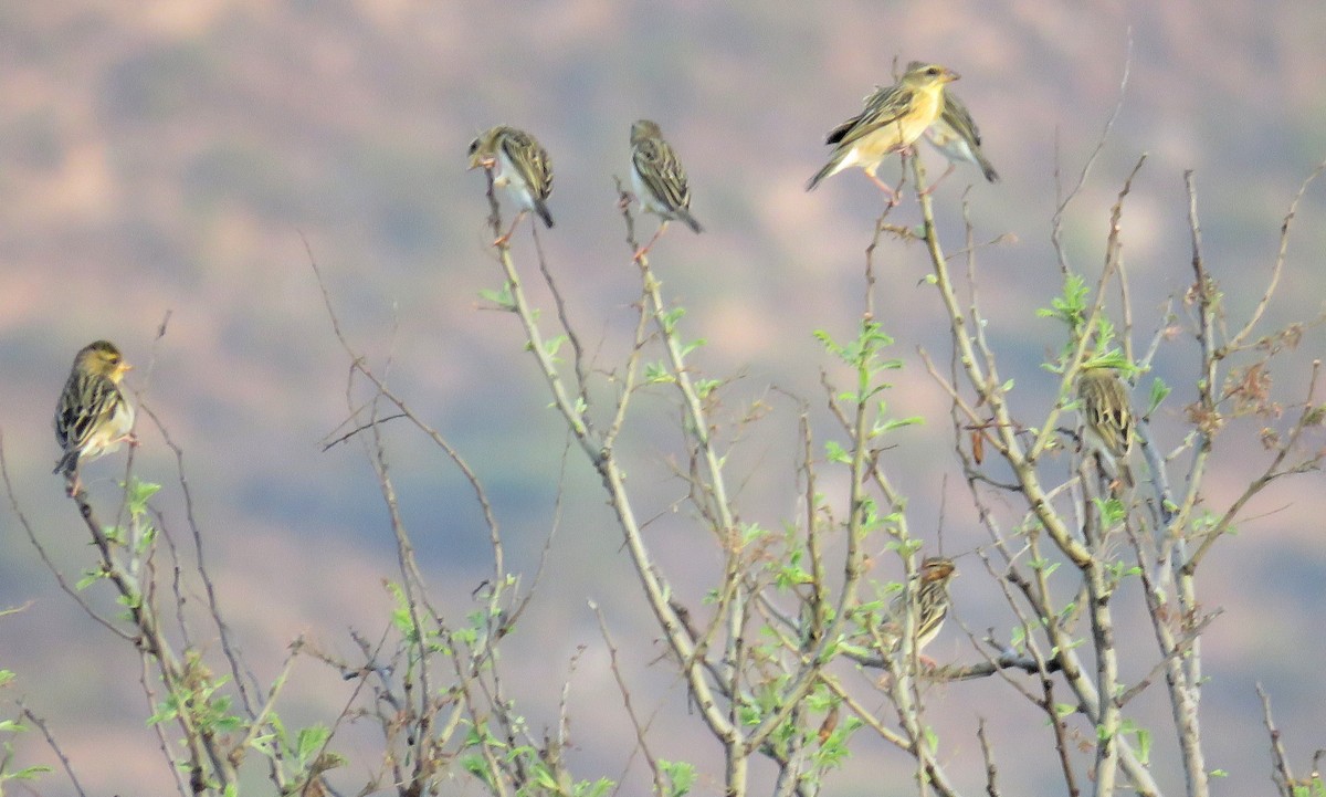 Baya Weaver - ML146521811