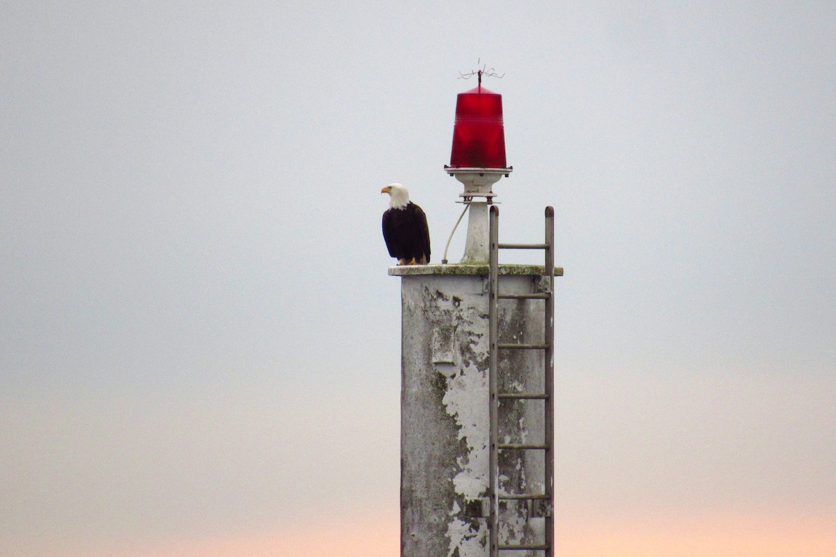 Bald Eagle - ML146523101