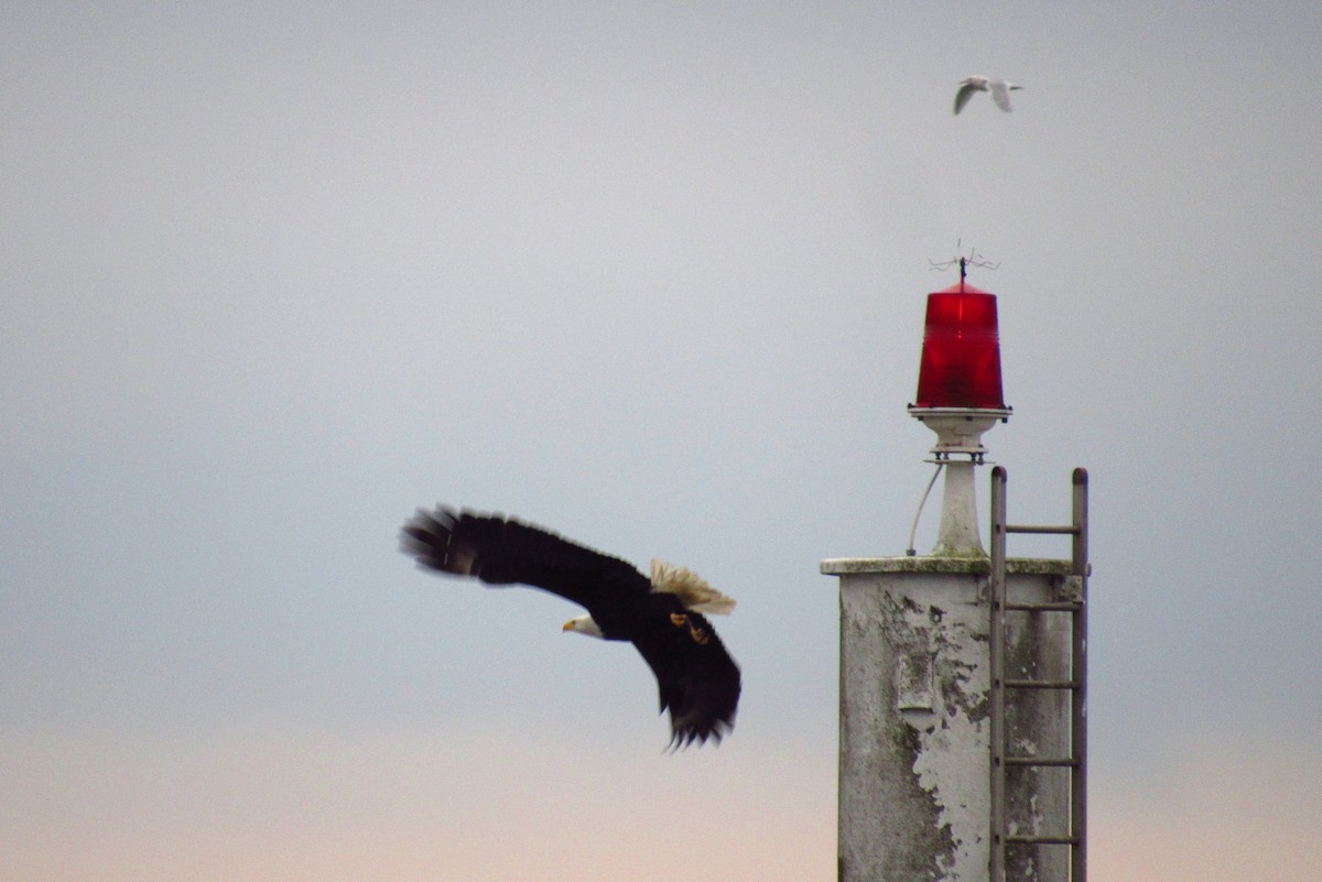 Bald Eagle - ML146523131