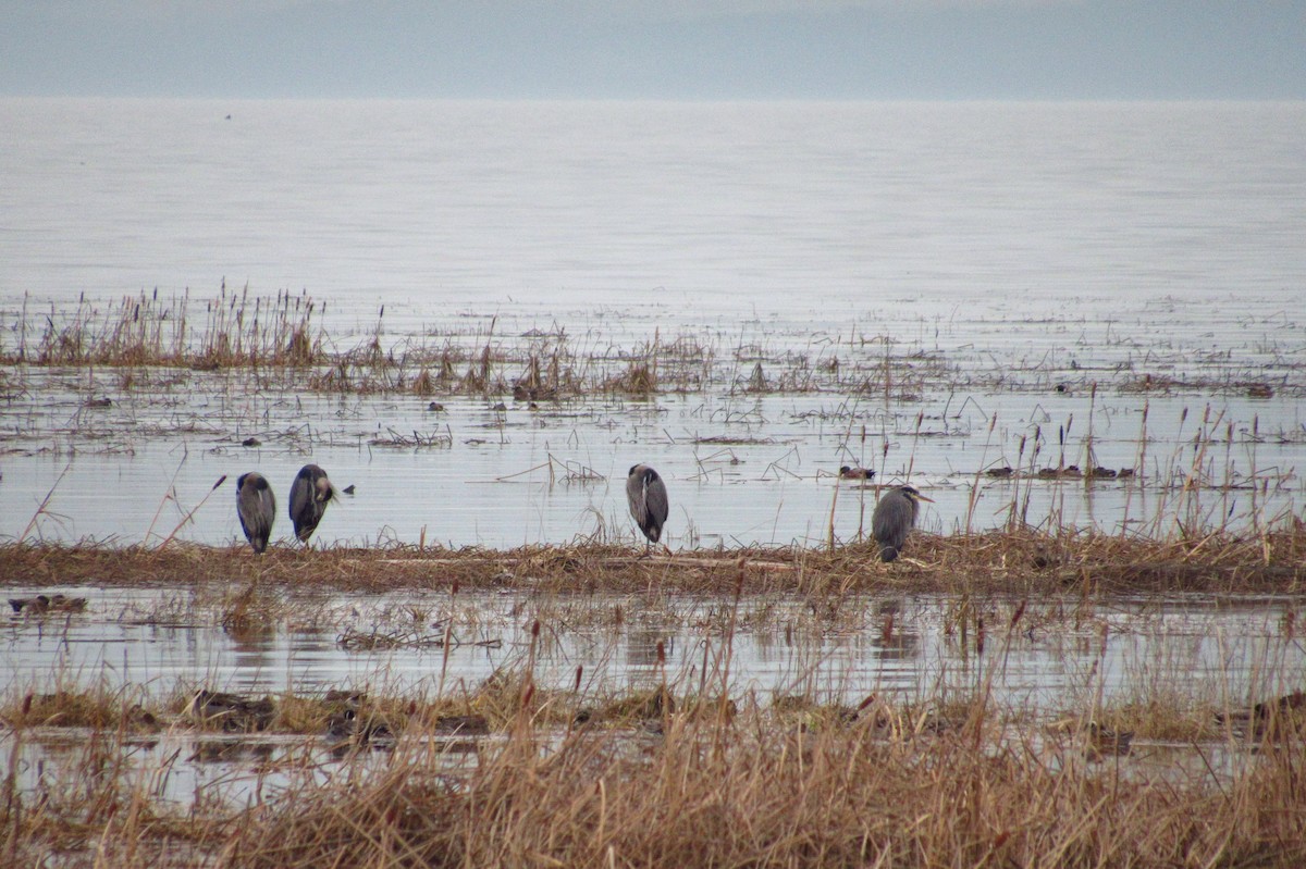 Garza Azulada - ML146523171