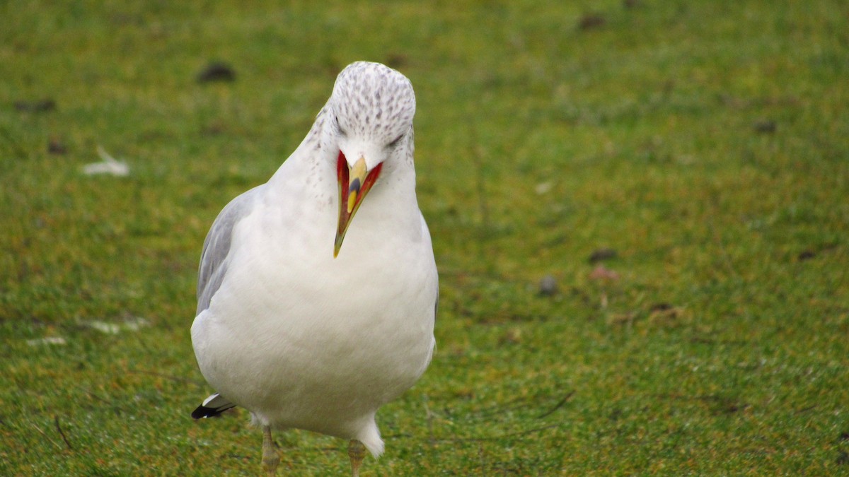 Ring-billed Gull - ML146523451