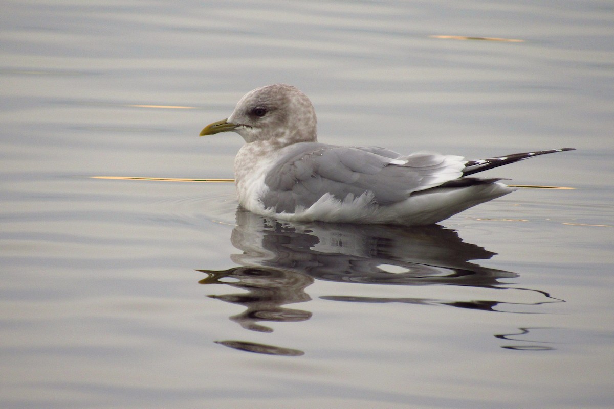 Short-billed Gull - ML146523461