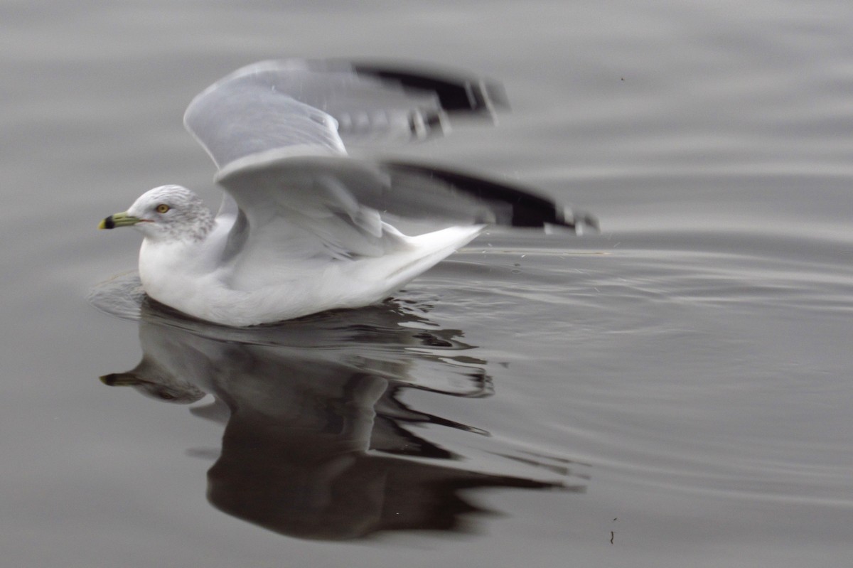 Ring-billed Gull - ML146523471