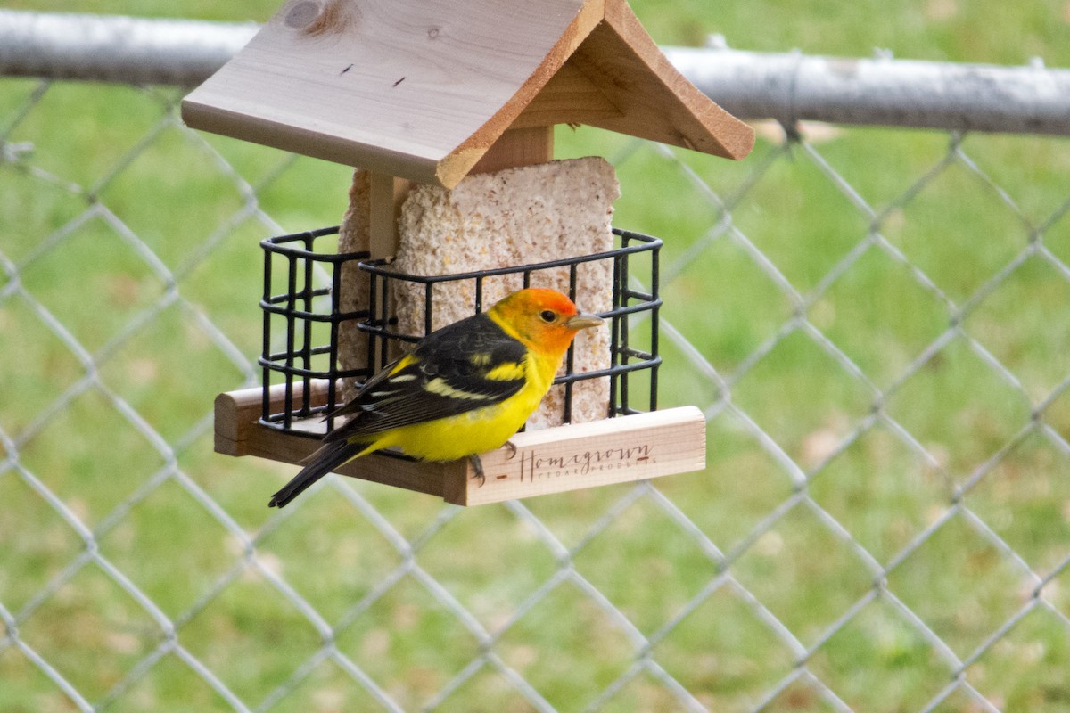 Western Tanager - ML146524381