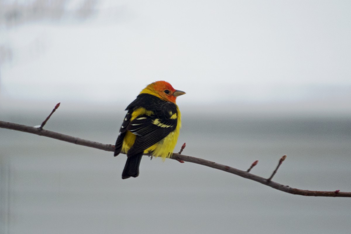 Western Tanager - ML146524981