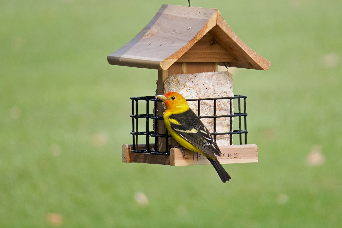 Western Tanager - ML146525671