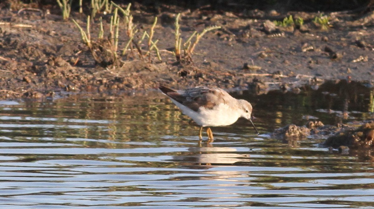 hvithalesvømmesnipe - ML146529661