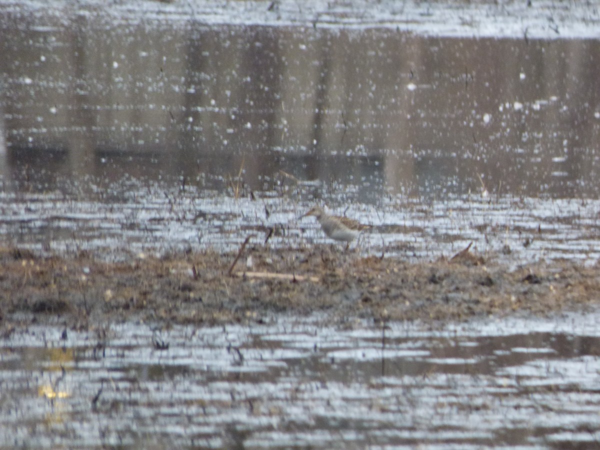 Pectoral Sandpiper - ML146533341