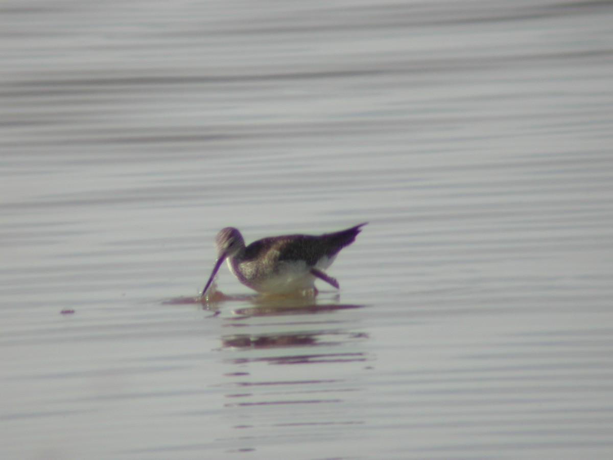 Greater Yellowlegs - ML146533511