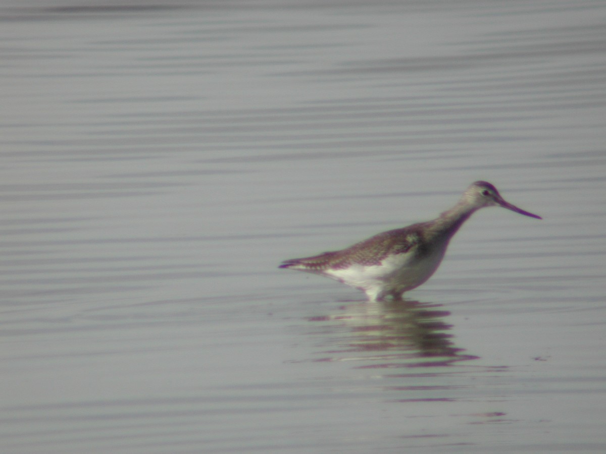 Greater Yellowlegs - ML146533521