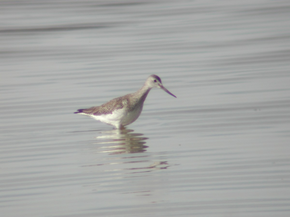 Greater Yellowlegs - ML146533531