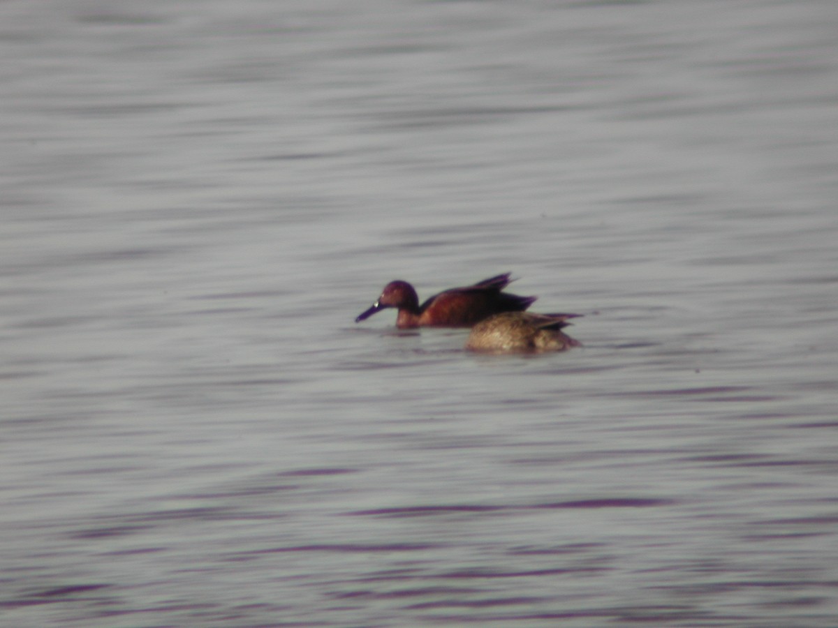 Cinnamon Teal - Dave Slager