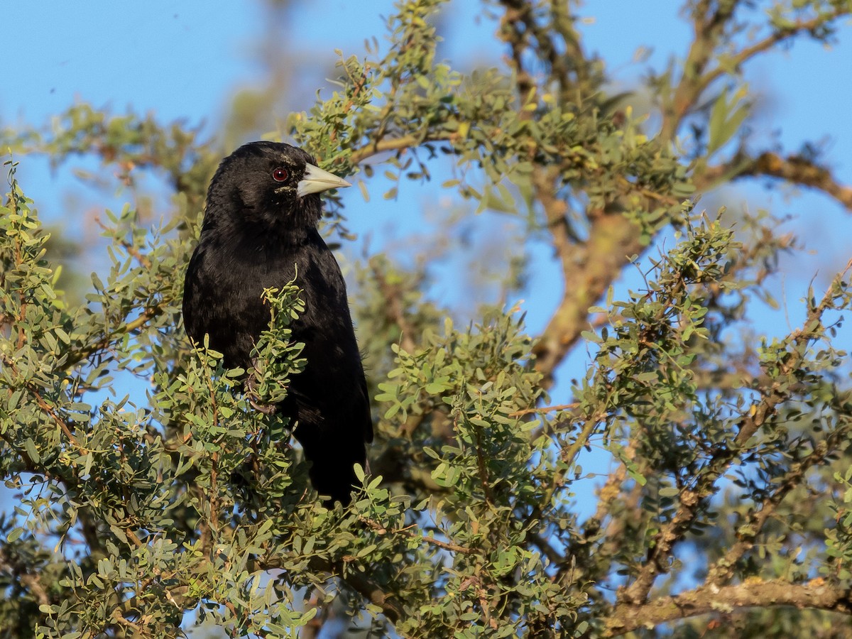 Cacique Solitario - ML146536071