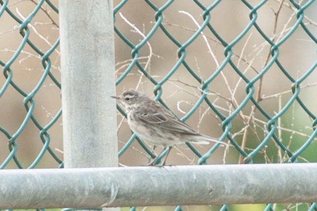 Water Pipit - ML146538041