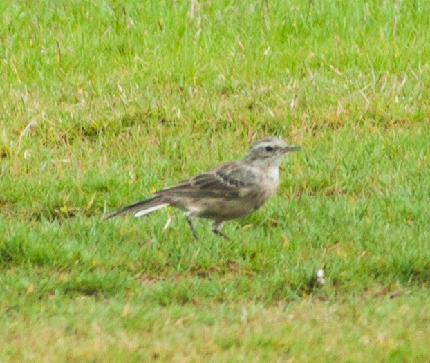 Water Pipit - ML146538051