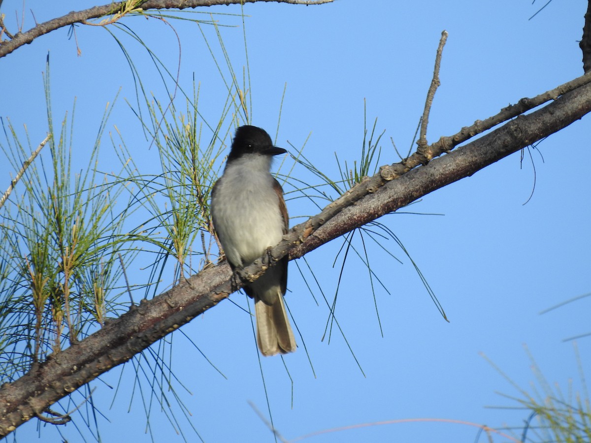 Loggerhead Kingbird - ML146538501