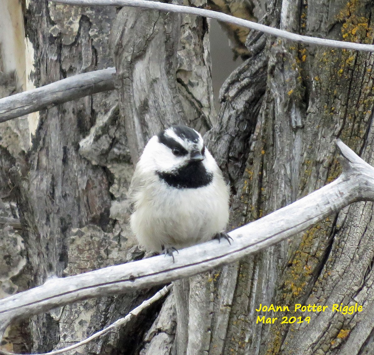 Mountain Chickadee - JoAnn Potter Riggle 🦤