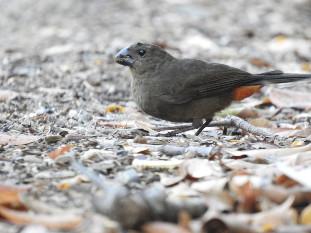 Puerto Rican Bullfinch - ML146539501