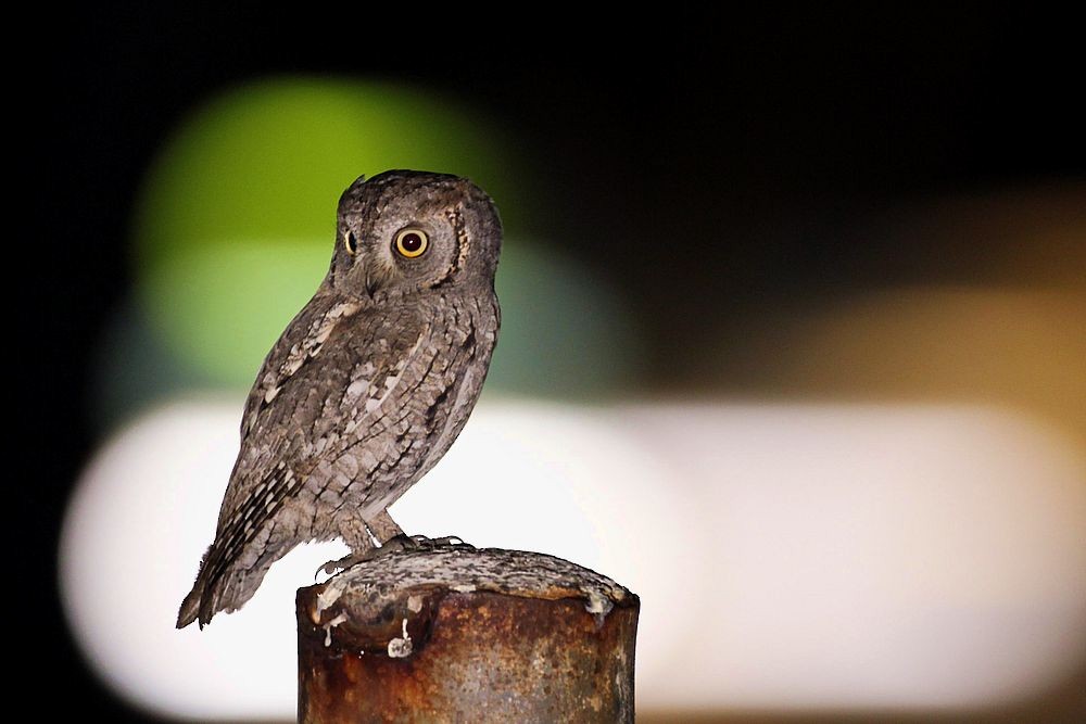 Eurasian Scops-Owl - ML146539531