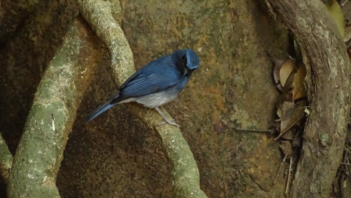 White-bellied Blue Flycatcher - ML146541011