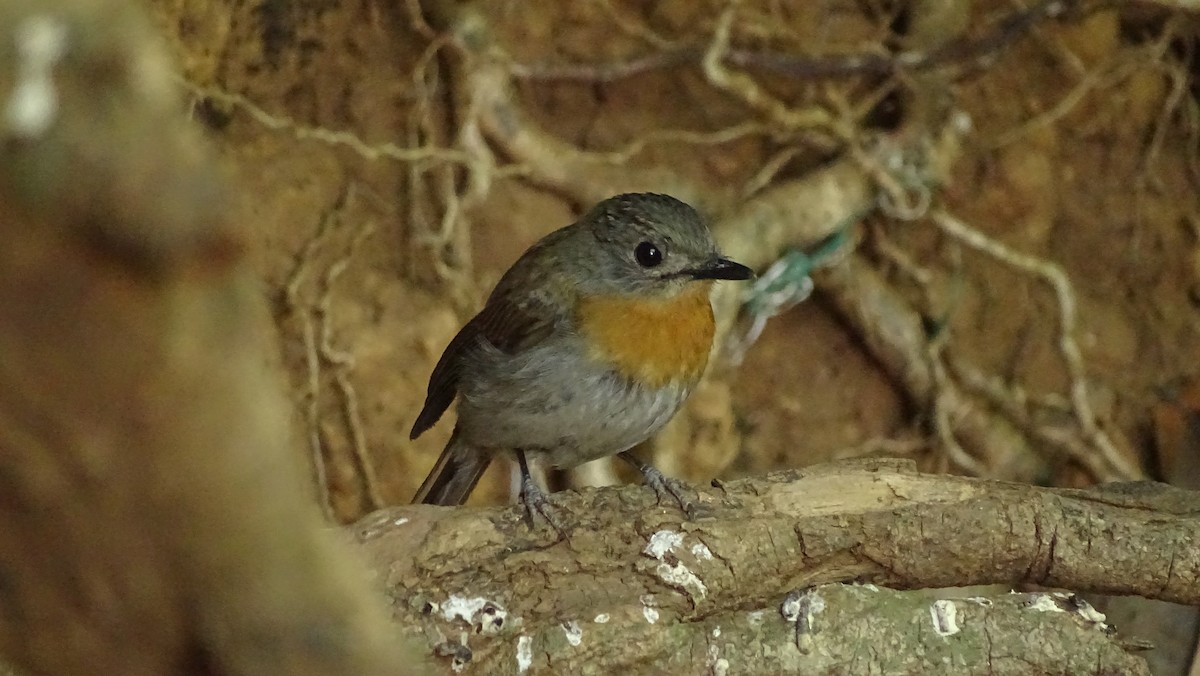 White-bellied Blue Flycatcher - Pradnyavant Mane