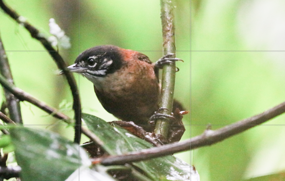 Bay Wren - ML146541631