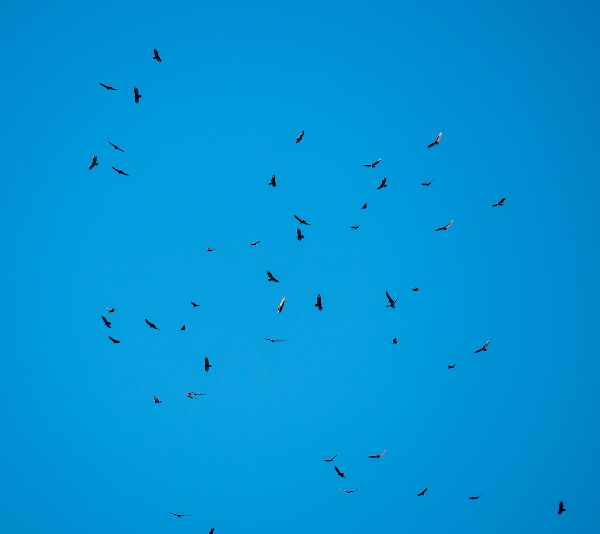 Turkey Vulture - Ben  Valdez