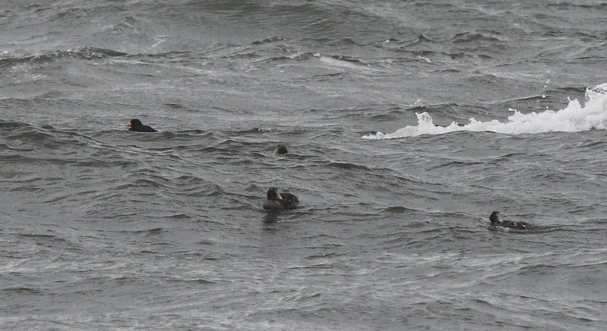 Common Eider - ML146542711