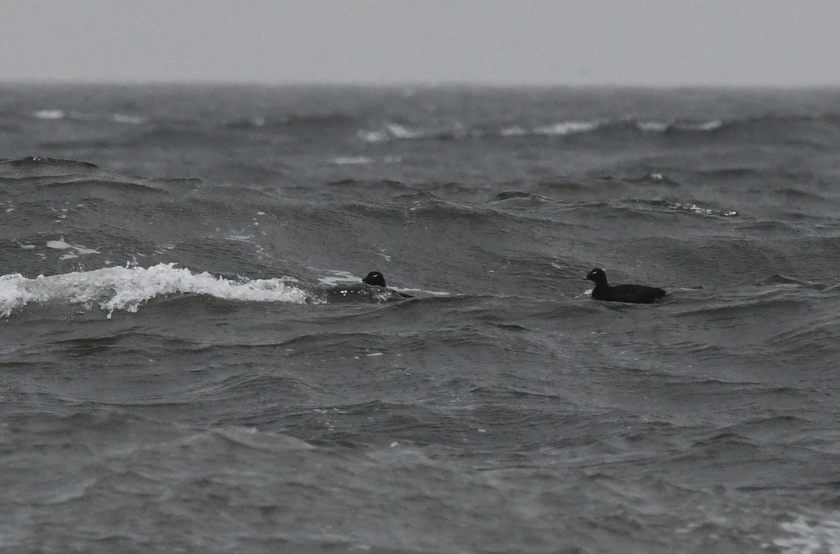 White-winged Scoter - ML146543261