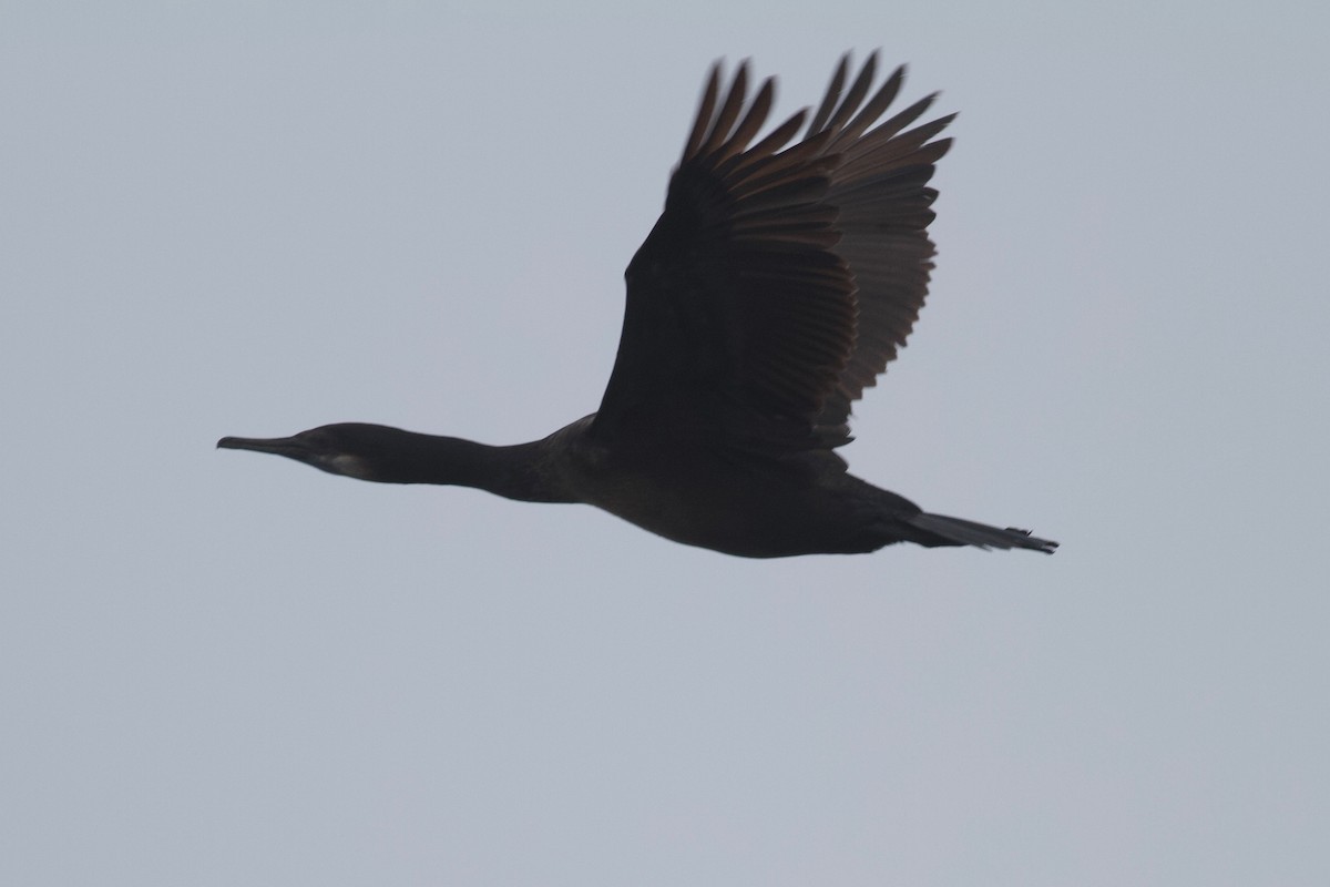 Brandt's Cormorant - ML146543321