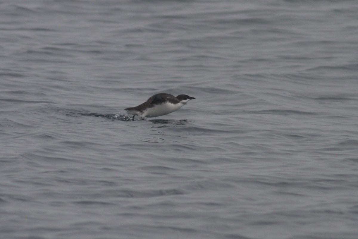 Scripps's Murrelet - Ryan Terrill