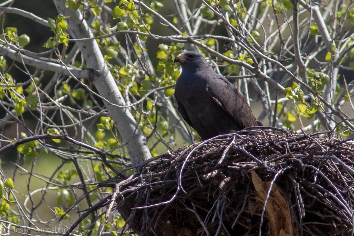 Zone-tailed Hawk - ML146544481