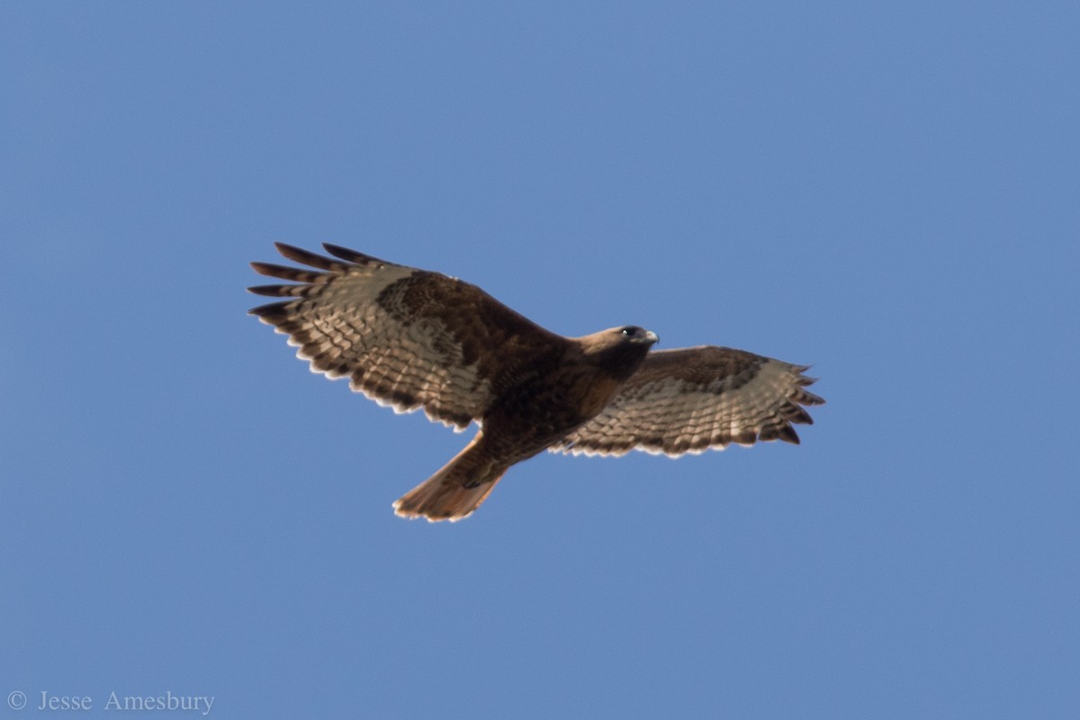 Rotschwanzbussard (calurus/alascensis) - ML146544511