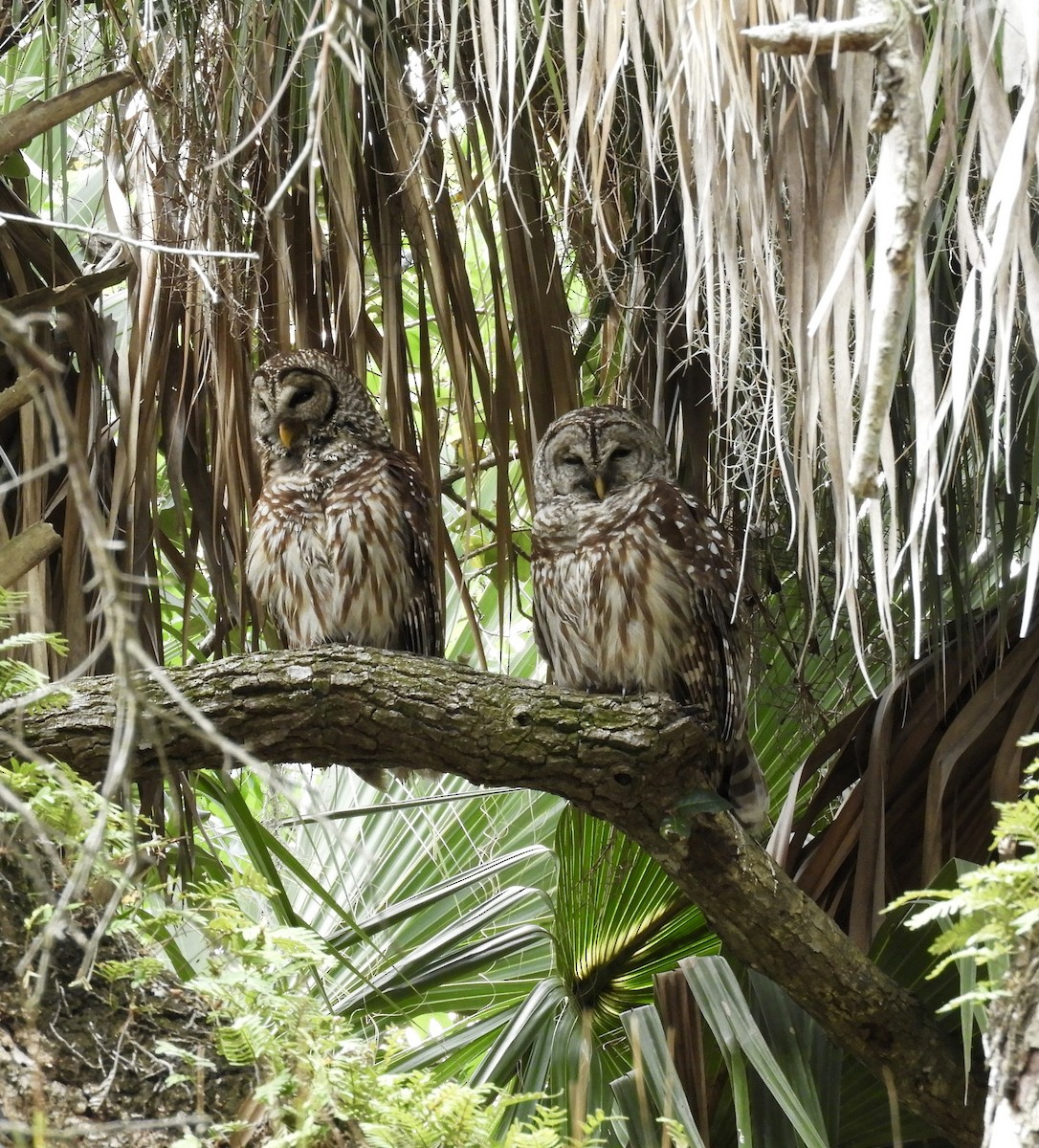 Barred Owl - ML146546391