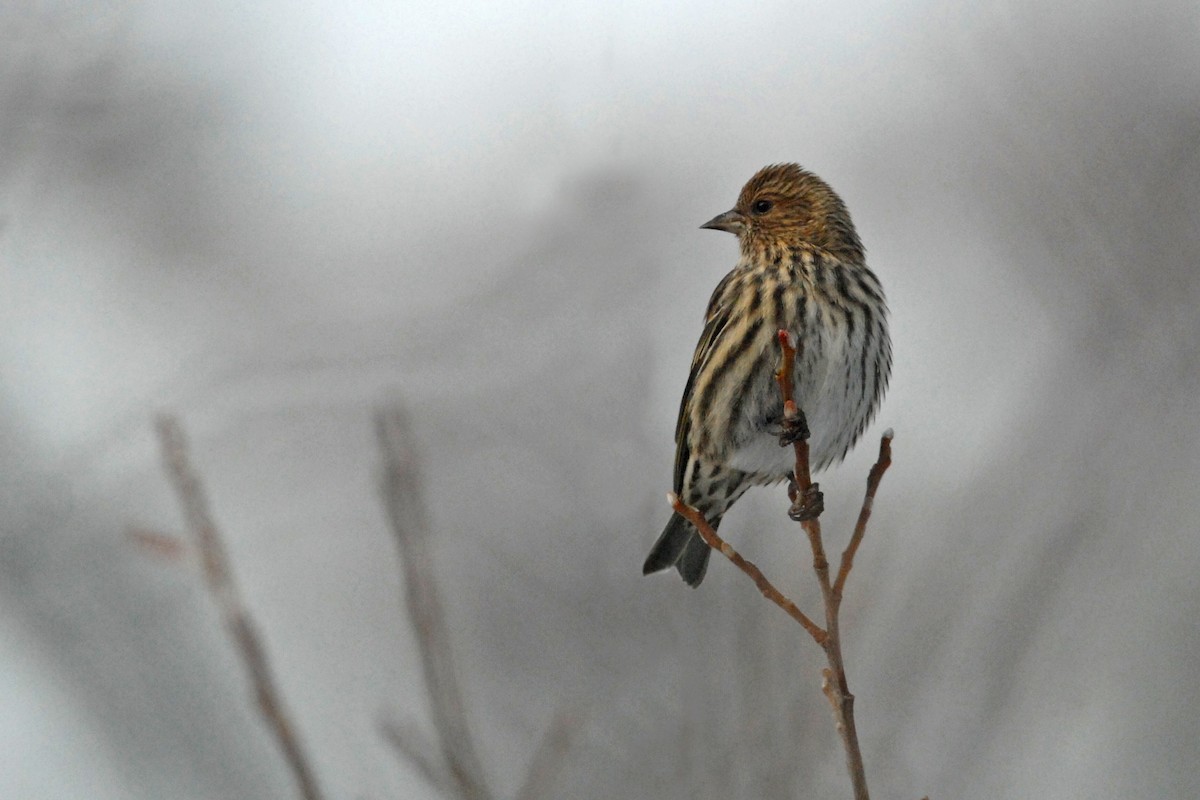 Pine Siskin - ML146546401