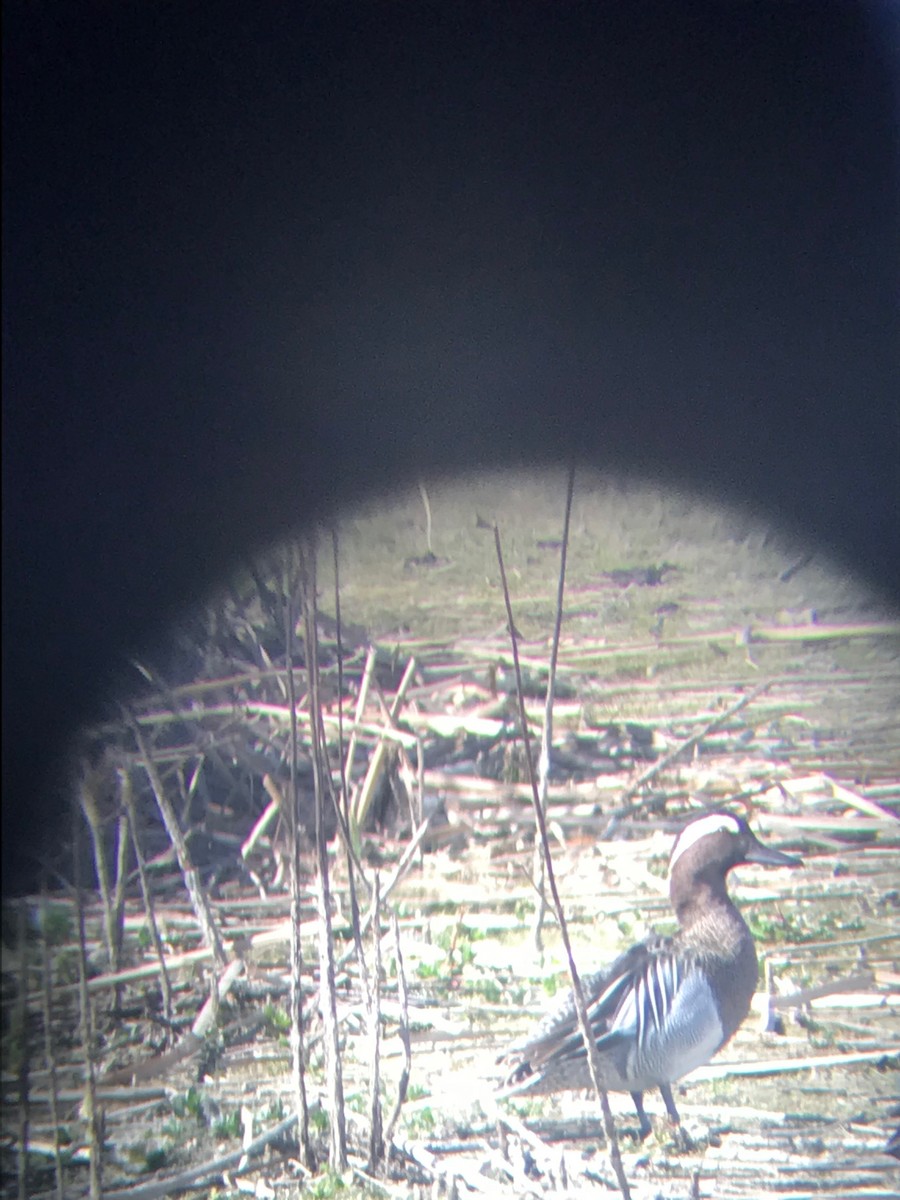 čírka modrá - ML146546921